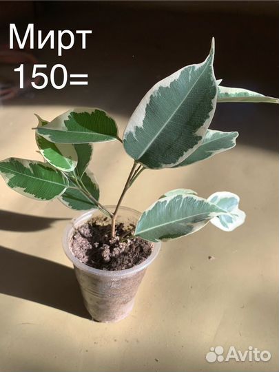 Комнатные растения