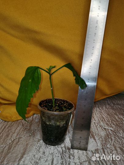 Гибискус китайская роза (13видов)