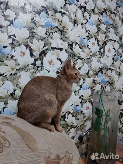 Котята от абиссинки