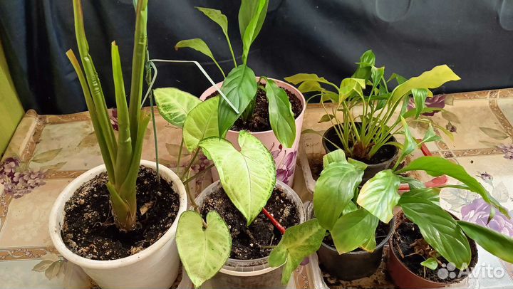 Цветы комнатные