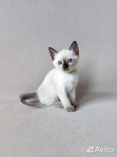 Тайские котята (сиамские старого типа)