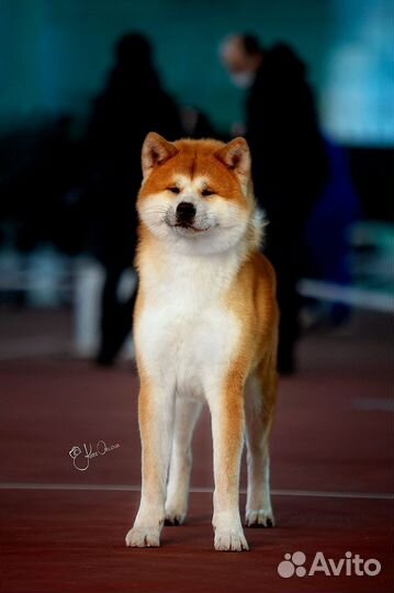 Бронь щенков Акита-Ину в Орле