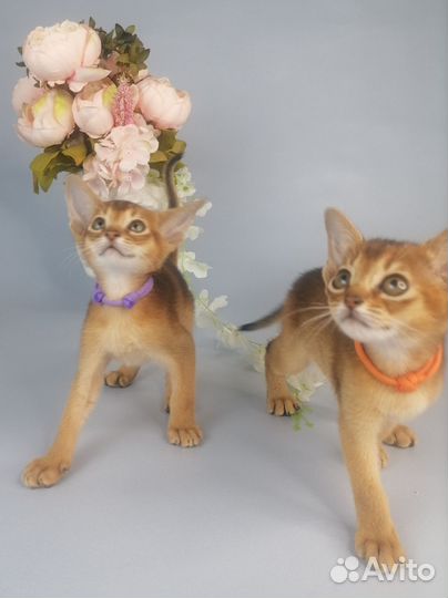 Абиссинская девочка