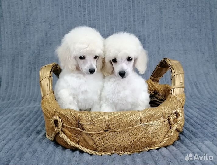 Той пудель малыши