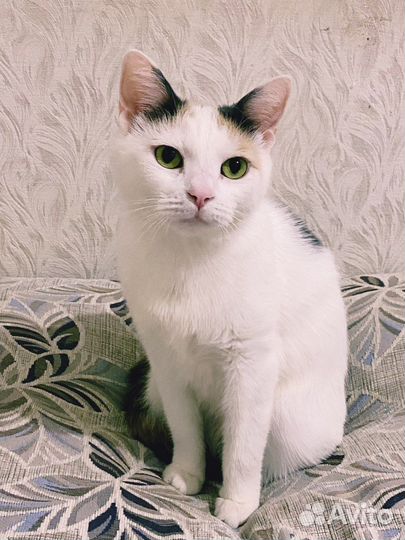 Ветеринарный врач