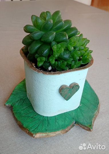 Хавортия Купера