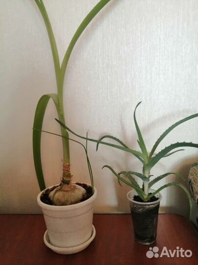 Алоэ лечебный, лук индийский