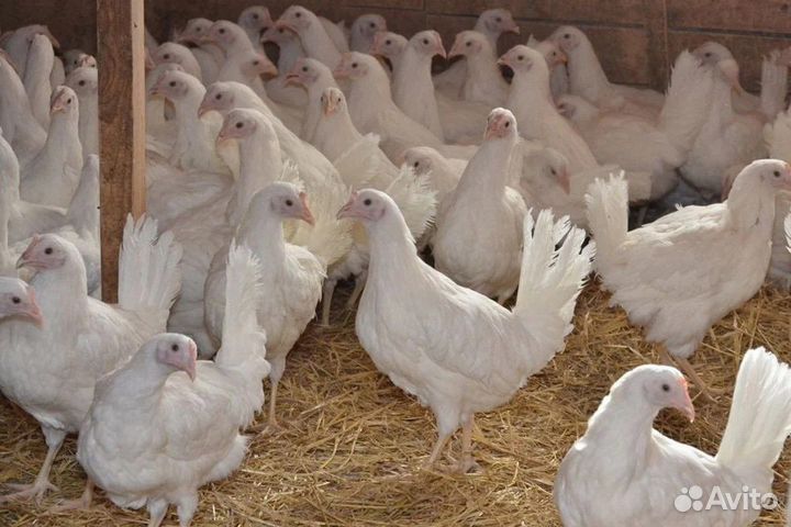 Куры несушки