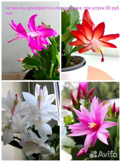 Комнатные цветы