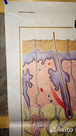 Плакат СССР Анатомия человека. Кожа