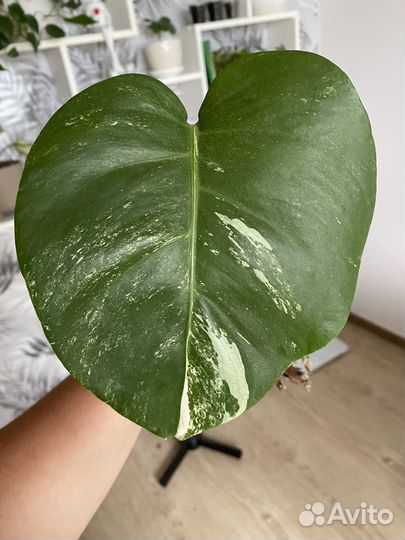 Монстера альба