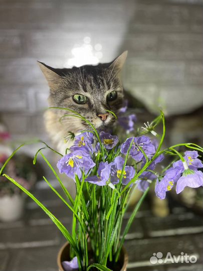 Кошка в дар