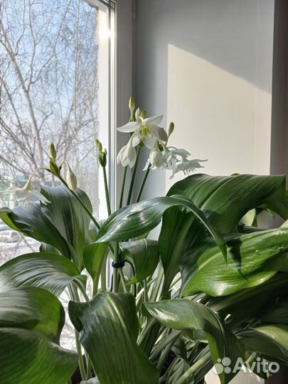 Эухарис амазонская лилия