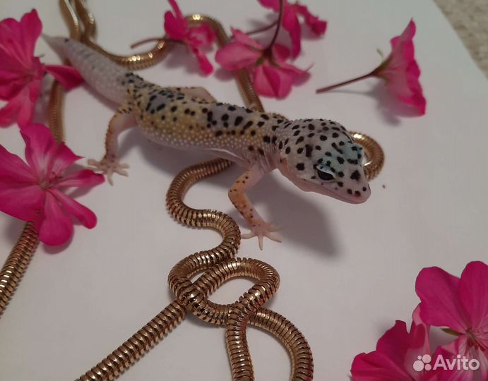 Эублефар самцы