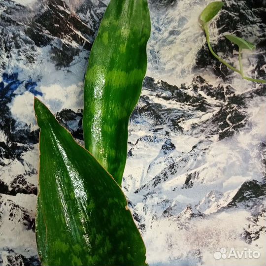 Сансивьерия