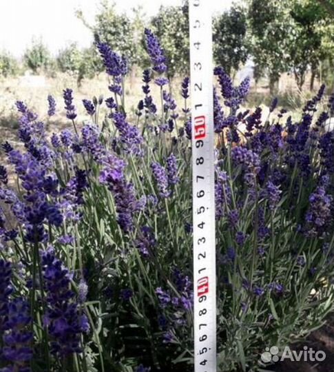 Лаванда саженцы окс