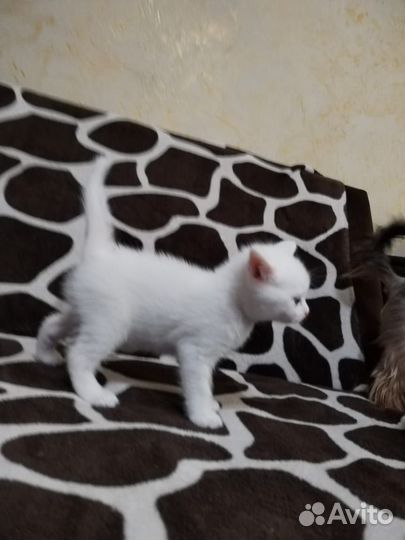 Котёнок мальчик