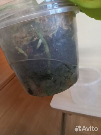 Фаленопсис ароматный Phal.speciosa 