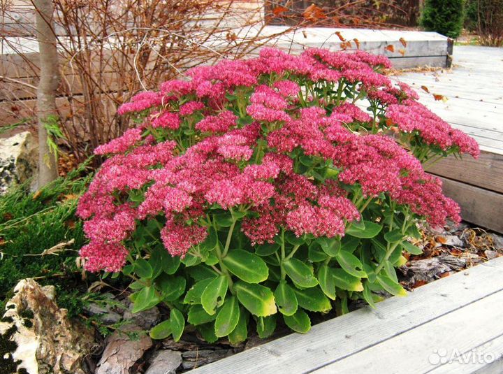 Многолетники садовые. Доставка почтой