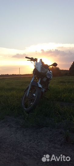 Yamasaki cobra