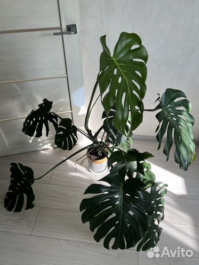Монстера деликатесная красивое комнатное растение