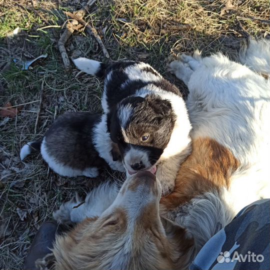 Щенок мальчик