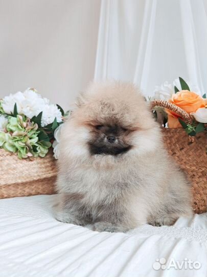 Супер нереальный медведь померанского шпица
