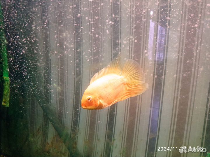 Северум красноточечный самец 2 г