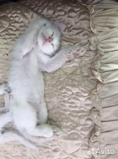 Кошка в дар