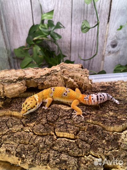 Геккон эублефар