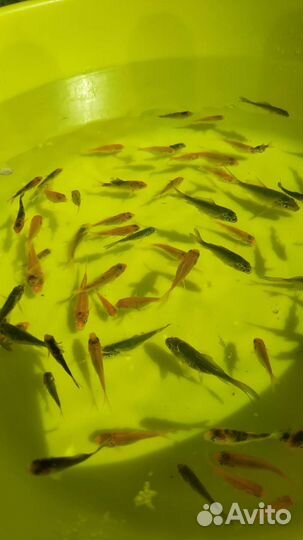 Живая рыба карп кои