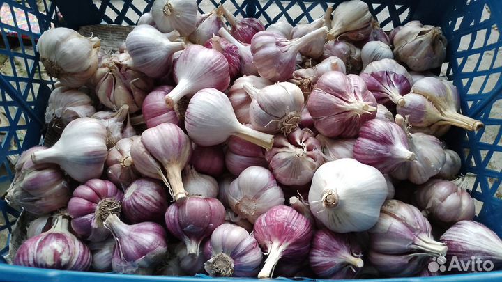 Чеснок,годен для посадки и консервации