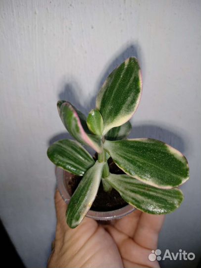 Крассула триколор (C. Ovata obliqua tricolor )