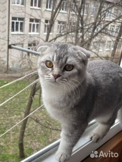Шотландский кот вязка