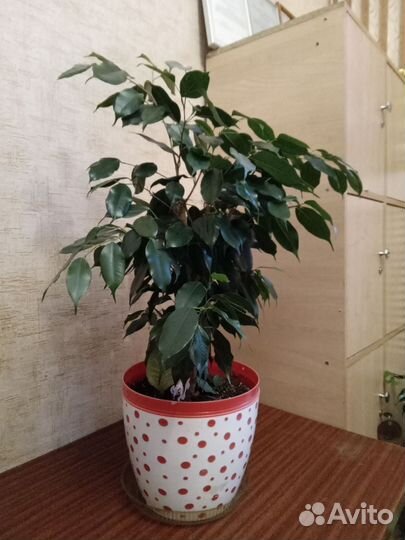 Бенджамина