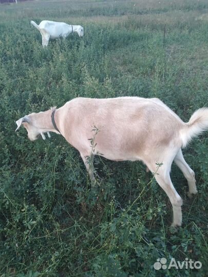 Козы дойные