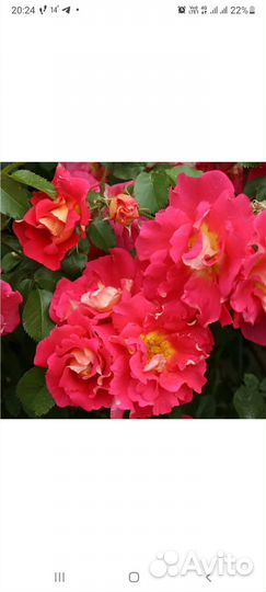 Роза плетистая