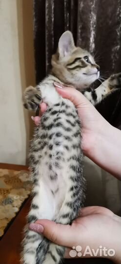 Отдам бесплатно