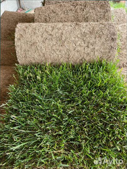 Рулонный газон от производителя