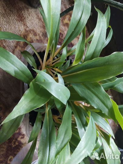 Хлорофитум оранжевый