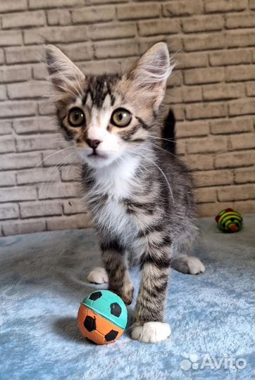 Котенок-мальчик