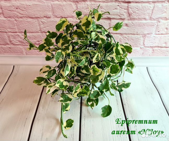 Эпипремнум N'Joy