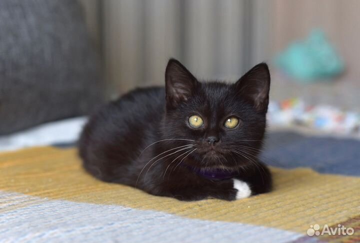 Кошка в дар бесплатно