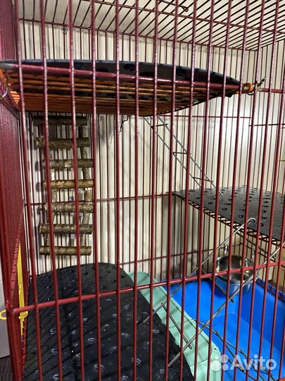 Клетка для грызунов крыс хомяков мышей