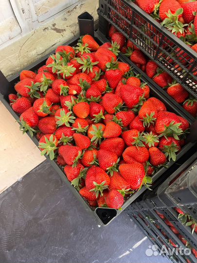 Клубника краснодарская