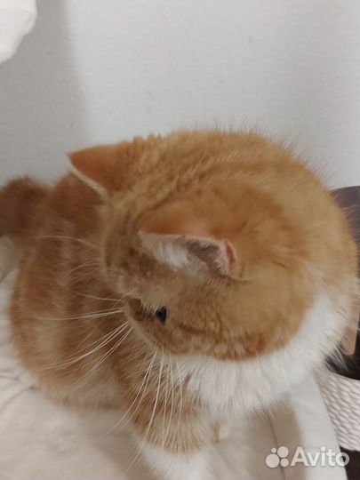 Экзот солнышко Том