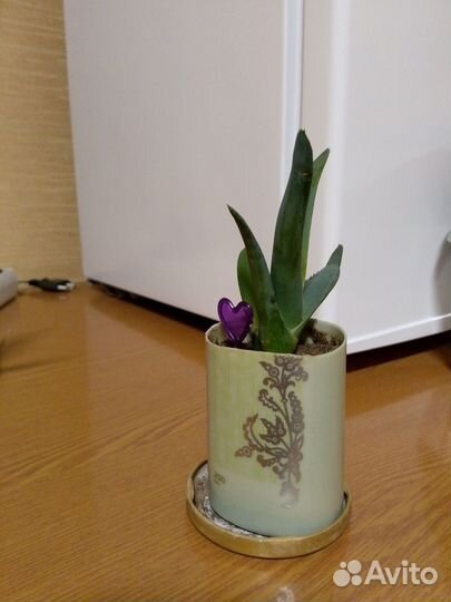 Алоэ вера растение