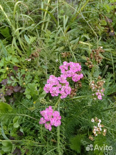 Тысячелистник декоративный многолетник, рассада