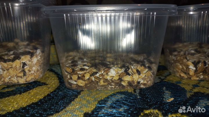 Жук знахарь в готовом контейнере