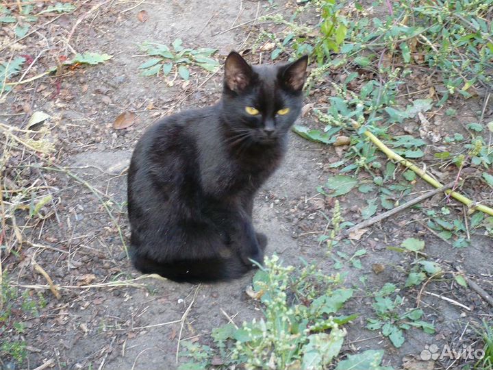 Кошки и котята